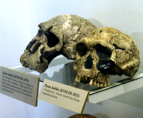 homo habilis